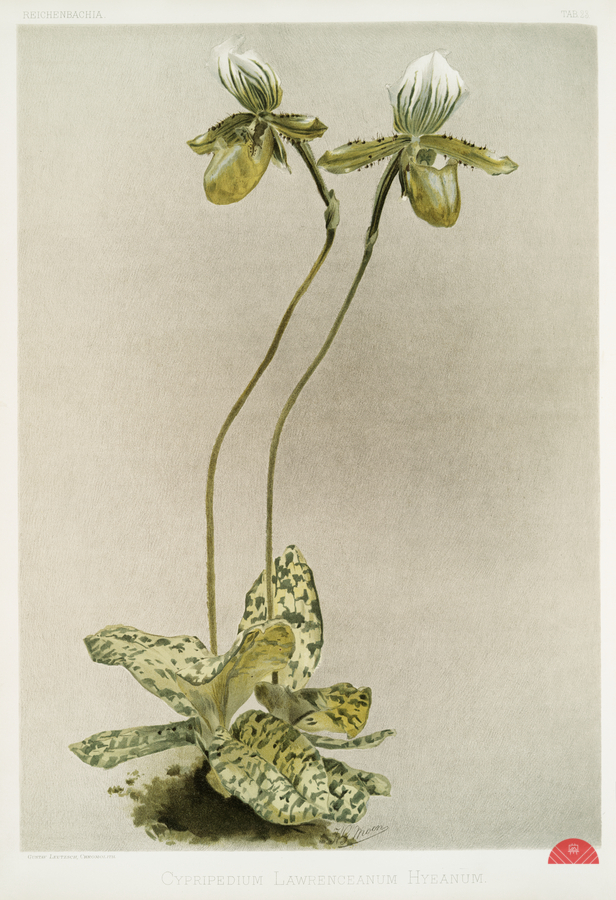 Cypripedium lawrenceanum hyeanum from Reichenbachia Orchids 1888-1894 illustrated by Frederick Sander 1847-1920.   Print