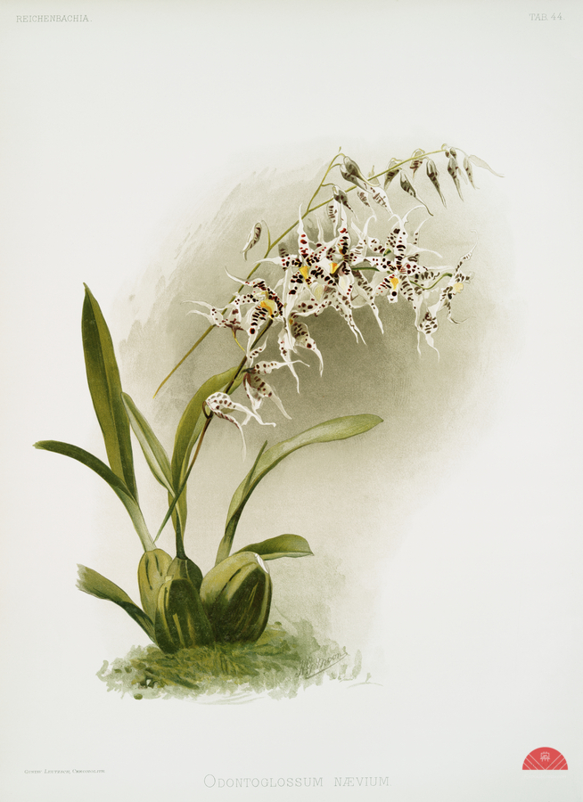 Odontoglossum nævium from Reichenbachia Orchids 1888-1894 illustrated by Frederick Sander 1847-1920.   Print