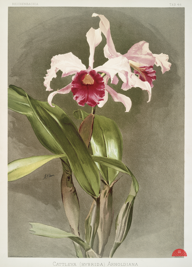 Cattleya hybrida arnoldiana from Reichenbachia Orchids 1888-1894 illustrated by Frederick Sander 1847-1920.   Print
