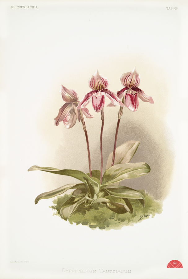 Cypripedium tautzianum from Reichenbachia Orchids 1888-1894 illustrated by Frederick Sander 1847-1920.   Print