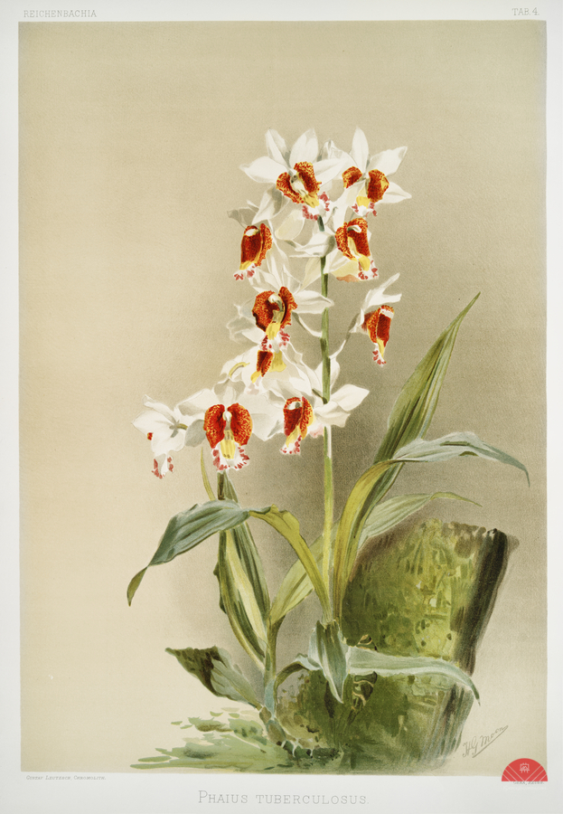 Phaius tuberculosus from Reichenbachia Orchids 1888-1894 illustrated by Frederick Sander 1847-1920.   Print