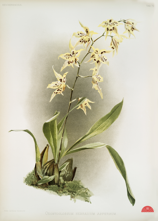 Odontoglossum hebraicum aspersum from Reichenbachia Orchids 1888-1894 illustrated by Frederick Sander 1847-1920.   Print