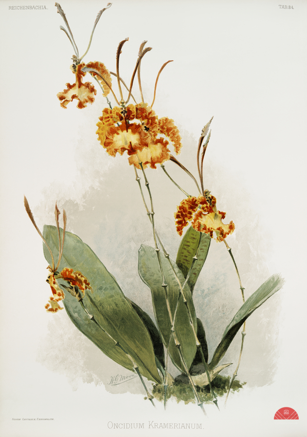 Oncidium kramerianum from Reichenbachia Orchids 1888-1894 illustrated by Frederick Sander 1847-1920.   Print