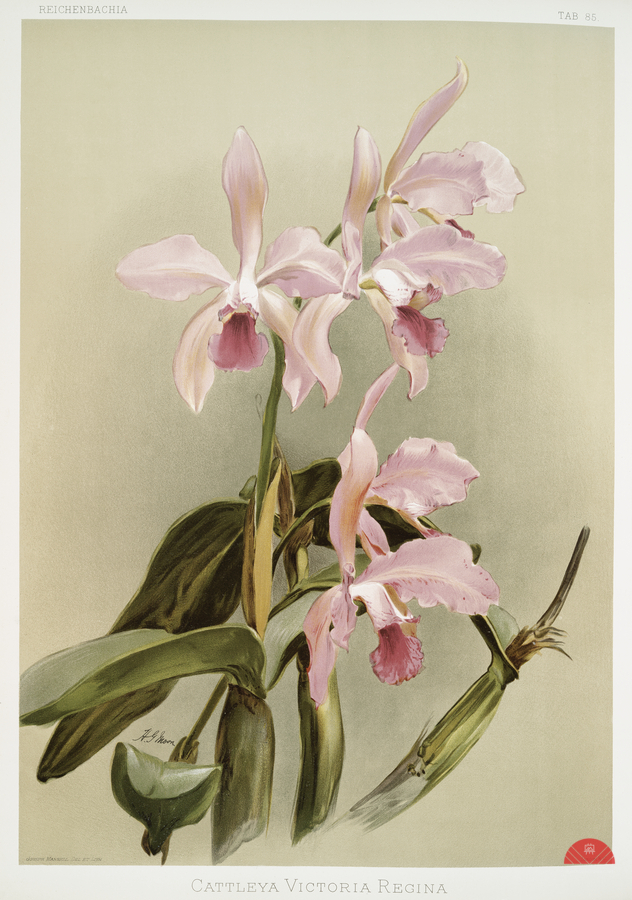 Cattleya victoria regina from Reichenbachia Orchids 1888-1894 illustrated by Frederick Sander 1847-1920.   Print