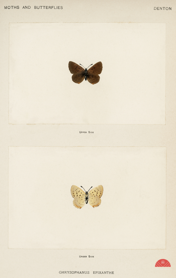 Giant Swallowtail Papilio Cresphontes from Moths and butterflies of the United States 1900 by Sherman F. Denton 1856-1937.   Imprimer