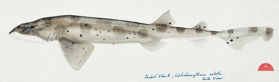 Antique fish Carpet Shark South Pacific Fishes by Frank Edward Clarke 1849-1899.   Print