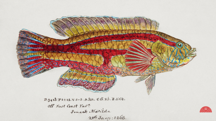 Antique Prickly anglerfish South Pacific Fishes by Frank Edward Clarke 1849-1899.   Print