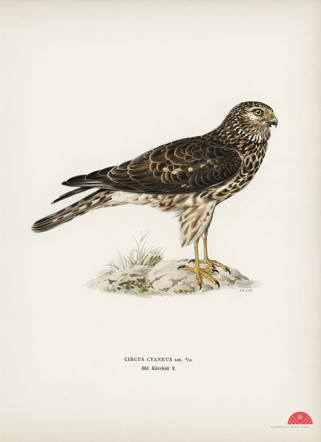 Hen Harrier female Circus cyaneus  Print