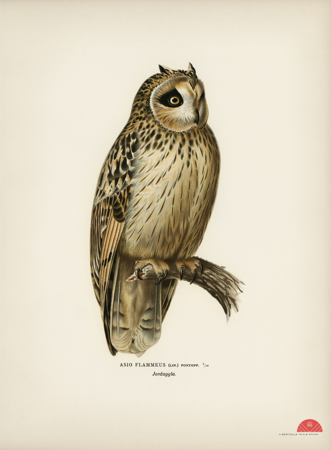 Short-eared Owl Asio flammeus  Print
