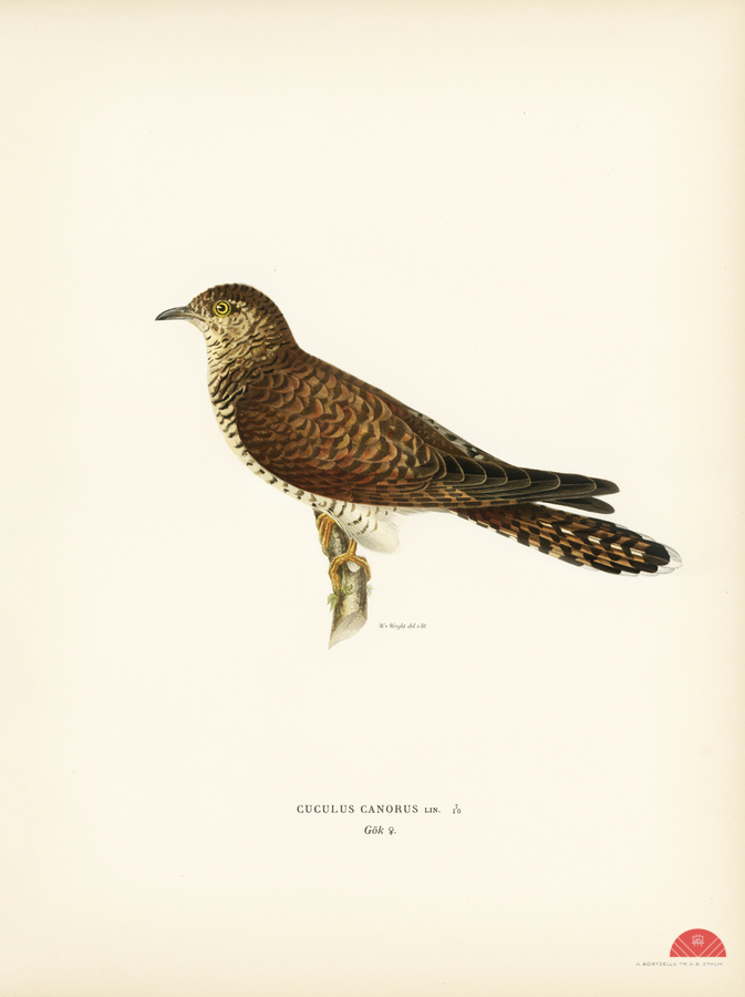 Common cuckoo-female ♀ Cuculus canorus  Print