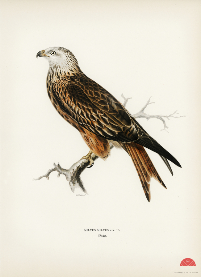Red Kite Milvus milvus  Print