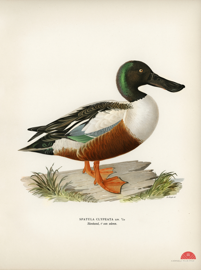 Cinnamon teal Spatula cyanoptera  Print