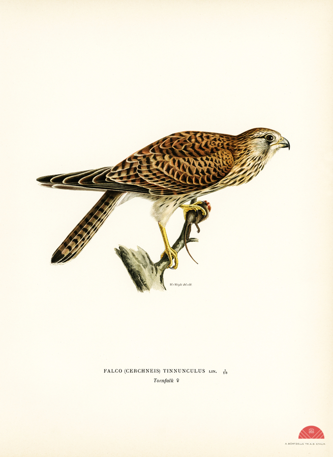 Common Kestrel female Falco tinnunculus  Print