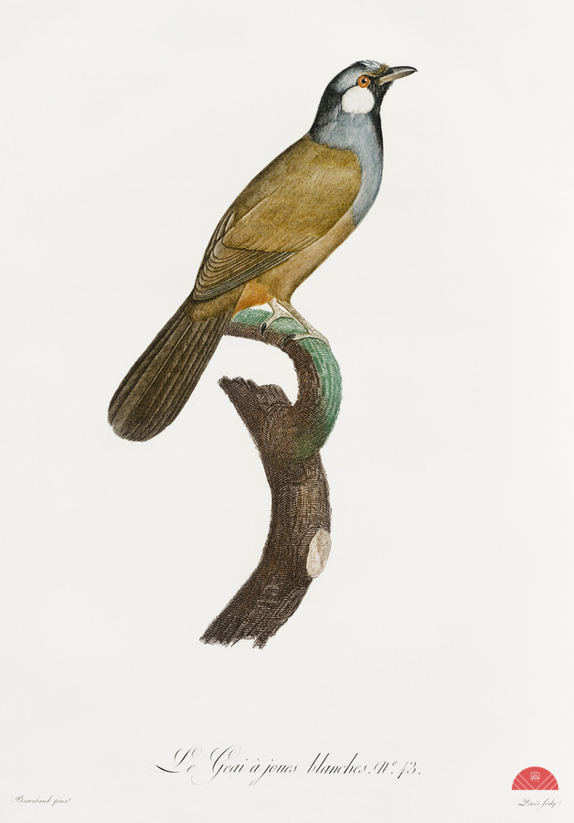 White-cheeked Jay   Print