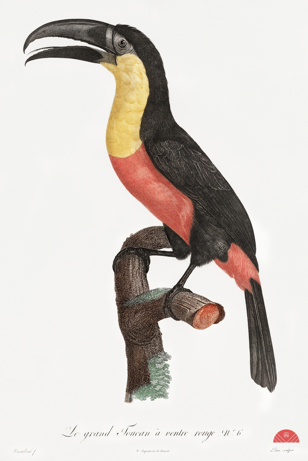 Green-billed toucan   Print