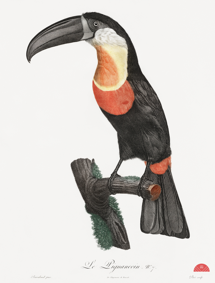 Green-billed toucan   Print