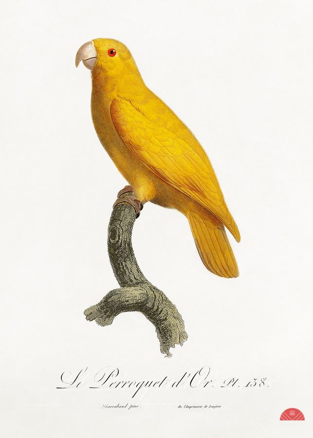 Lessons parrotlet   Print