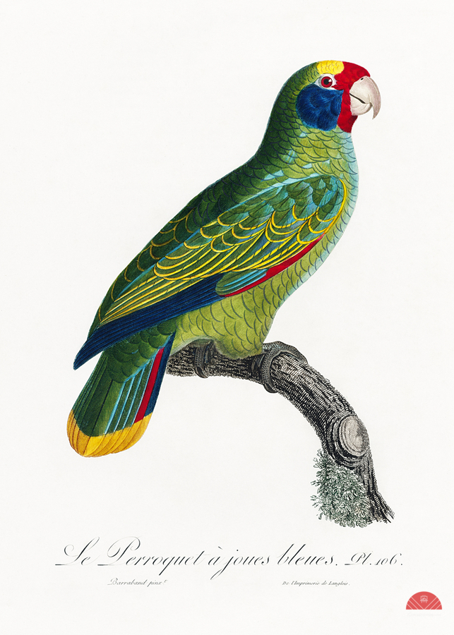 Red-and-blue amazon   Imprimer