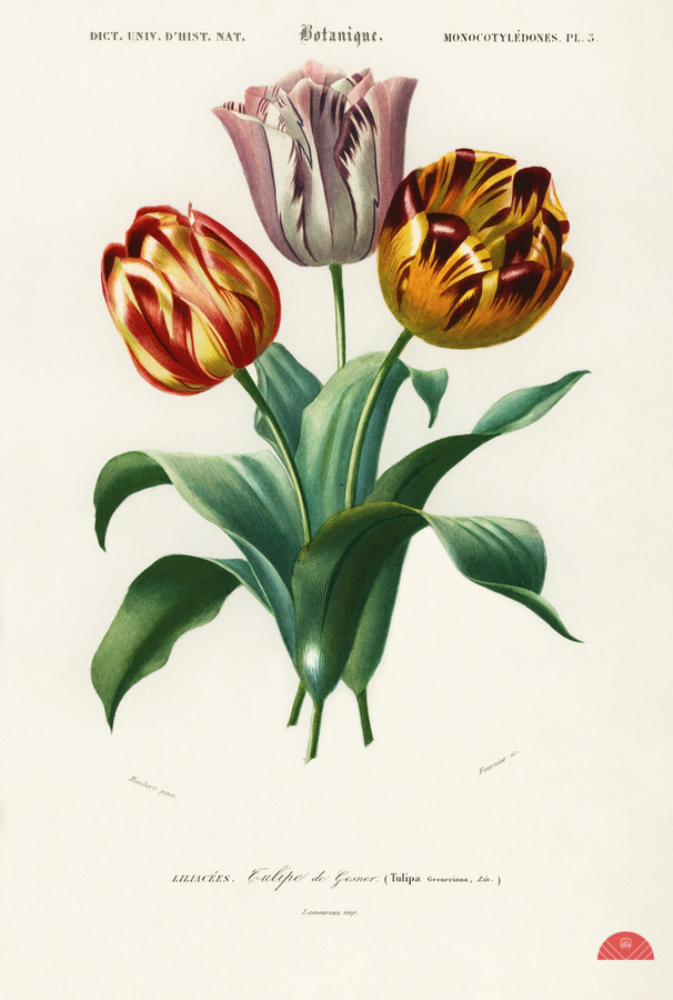 Didier&39s tulip Tulipa gesneriana  Print