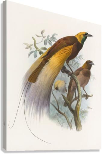 Paradisea apoda 1873 Canvas Print