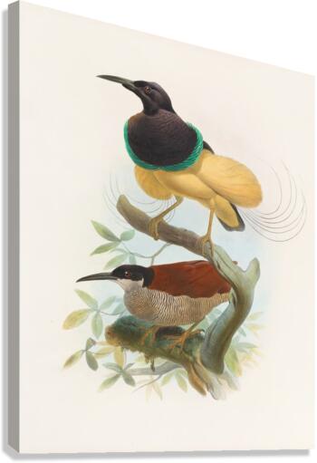 Seleucides alba 1873 Canvas Print