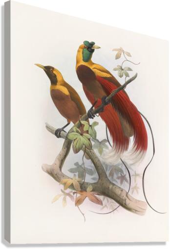Paradisea sanguinea 1873 Canvas Print