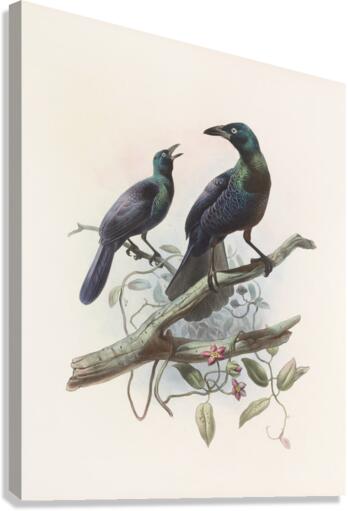 Manucodia chalybeus 1873 Canvas Print