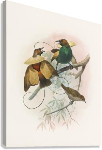 Diphyllodes speciosa 1873 Canvas Print