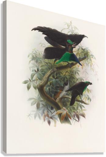 Lophorina atra 1873 Canvas Print