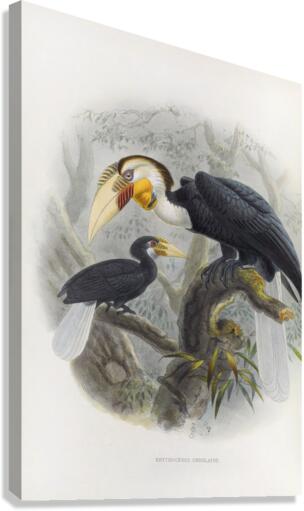 Rhytidoceros undulatus 1882 Canvas Print