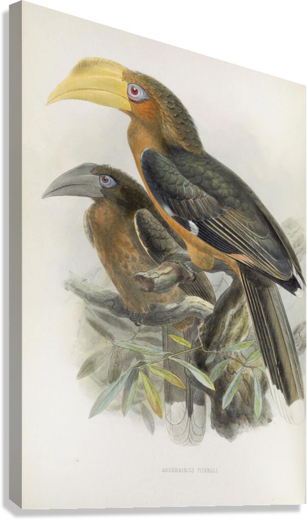 Anorrhinus tickelli 1882 Canvas Print