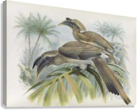 Lophoceros birostris 1882 Canvas Print