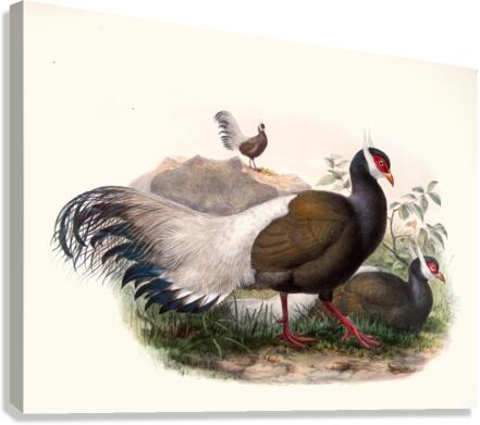 Crossoptilon mantchuricum. 1872 Canvas Print