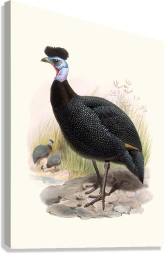 Numida cristata. 1872 Canvas Print
