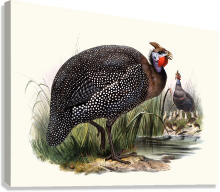 Numida meleagris. 1872 Canvas Print