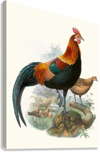 Gallus ferrugineus. 1872 Canvas Print