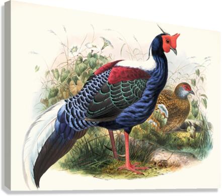 Euplocomus Swinhoei. 1872 Canvas Print