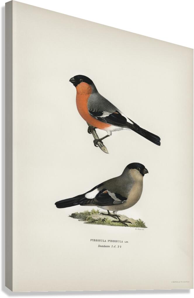 Pyrrhula Pyrrhula Canvas Print