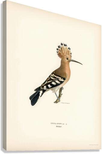 Upupa epops Canvas Print