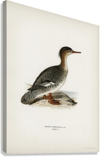 Mergus serrator Canvas Print