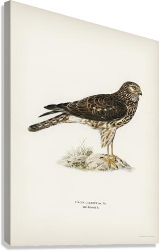 Hen Harrier female Circus cyaneus Canvas Print