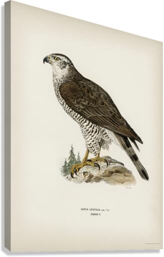 Goshawk female Accipiter gentilis Canvas Print