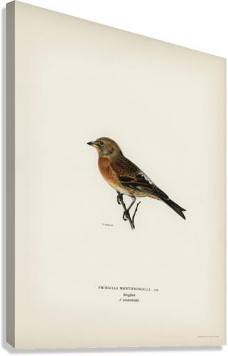 Brambling Fringilla montifringilla Canvas Print