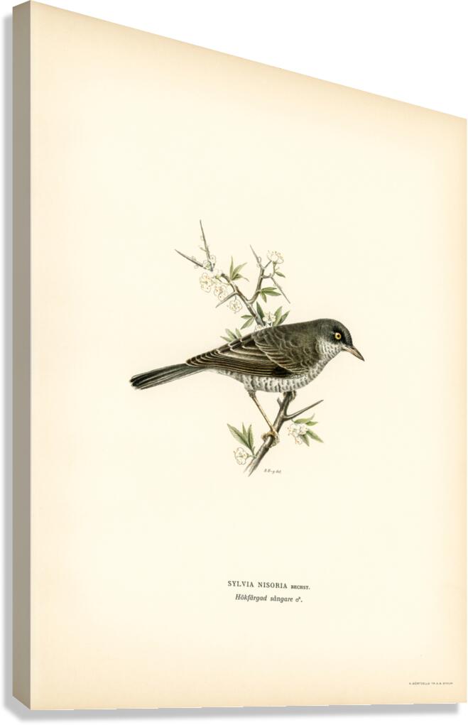 Barred warbler ♂ Sylvia nisoria Canvas Print