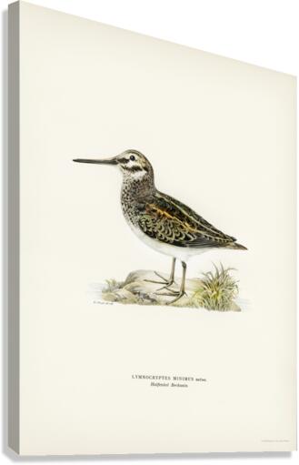 Jack snipe Lymnocryptes minimus Canvas Print