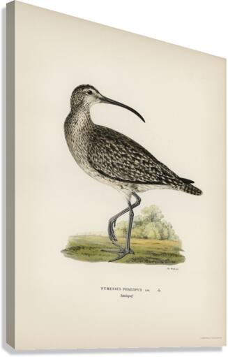 Whimbrel Numenius phaeopus Canvas Print