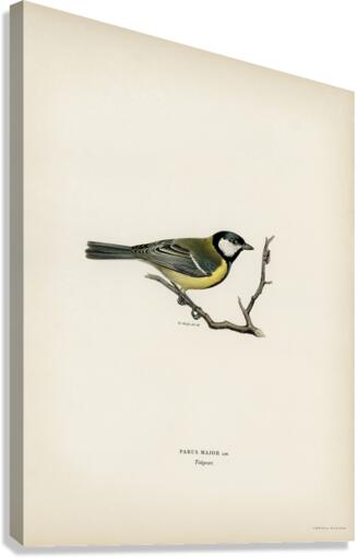 Talgoxe PARUS MAJOR LIN. Canvas Print