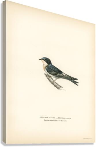 Hybrid between common house-martin and barn swallow Chelidon rustica L.xHirundo urbica Canvas Print