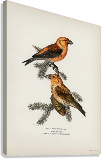 Common Buzzard BUTEO BUTEO Canvas Print