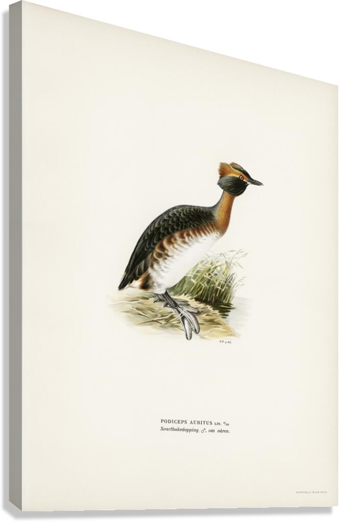 Horned grebe-in spring Podiceps auritus Canvas Print